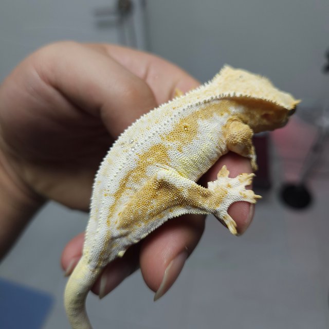 릴리화이트 크림시클 크림 화이트