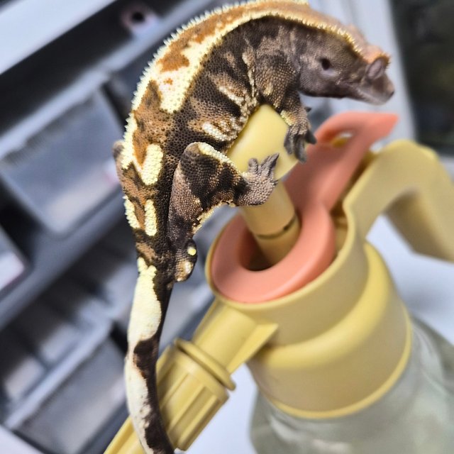 카푸치노 트라이