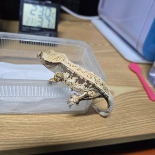 드리피 화이트스팟