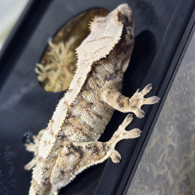 트라이 드리피 화이트스팟