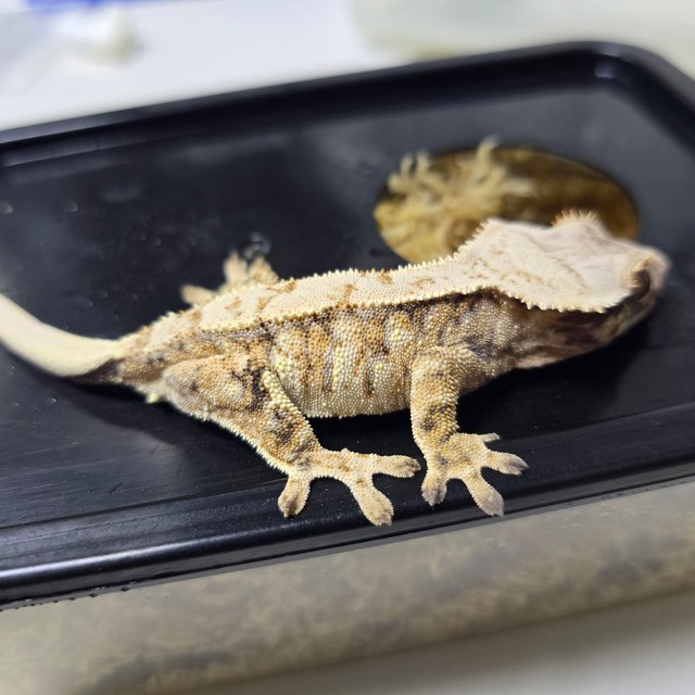 트라이 드리피 화이트스팟