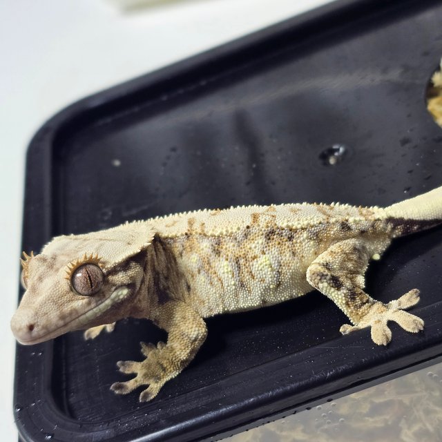 트라이 드리피 화이트스팟