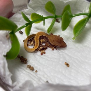 노멀 화이트 레드