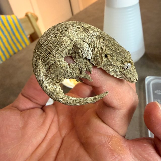 야테 리핀리치스