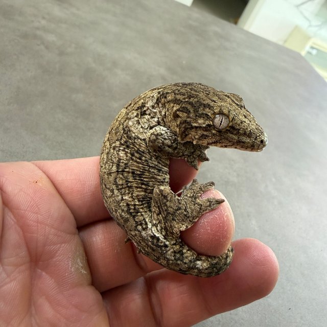 야테 리핀리치스