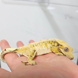 노멀 트라이 드리피 화이트스팟