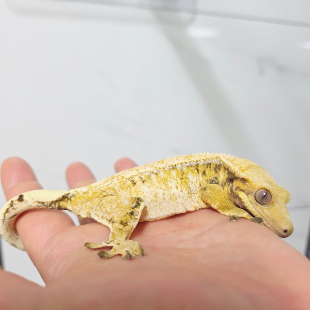 노멀 트라이 드리피 화이트스팟