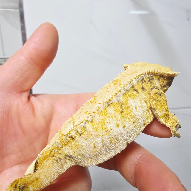 노멀 트라이 드리피 화이트스팟