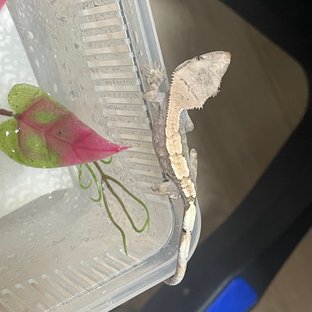 세이블