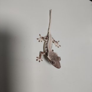 릴리 세이블 솔리드백