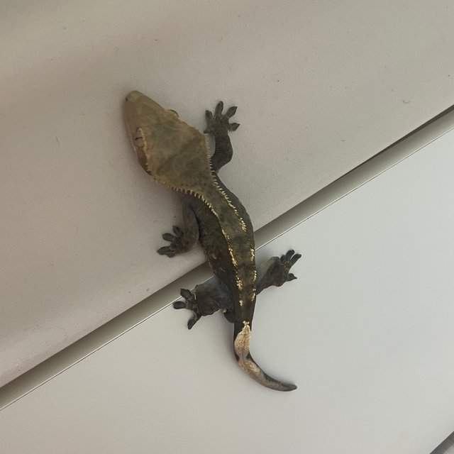 노멀 100%헷아잔틱