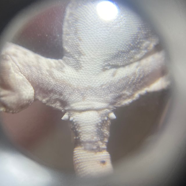 릴리 세이블 솔리드백