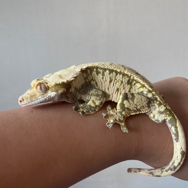 노멀 쿼드 화이트스팟