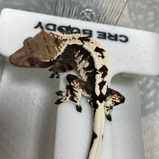 블랙 화이트 세이블