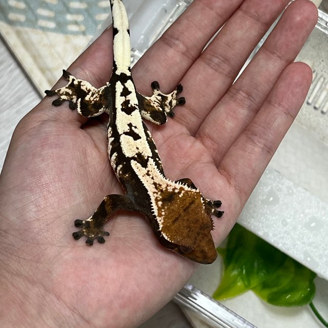 블랙 화이트 세이블