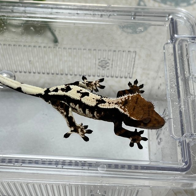 블랙 화이트 세이블