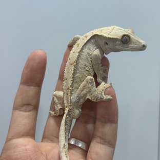 노멀 드리피 화이트스팟