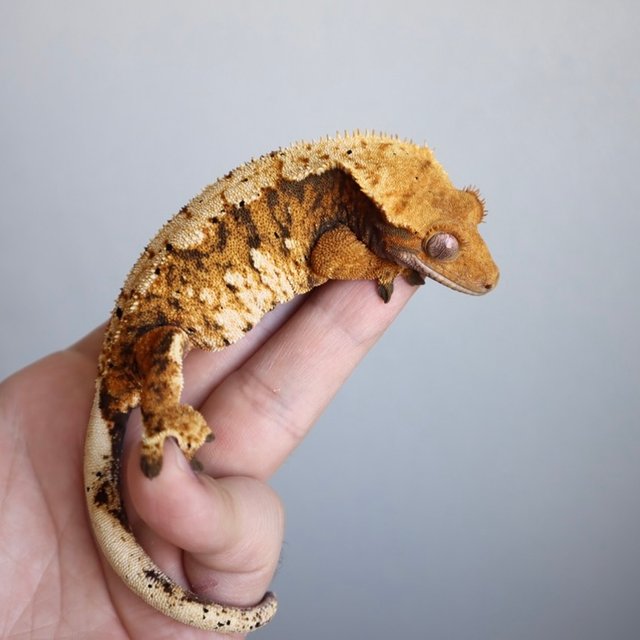 트라이 익스트림할리퀸