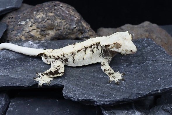 트라이 익스트림할리퀸