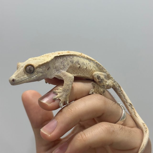 노멀 드리피 화이트스팟