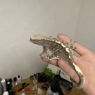 카푸치노