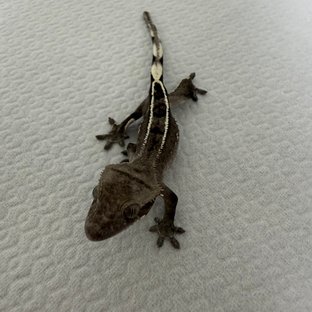아잔틱