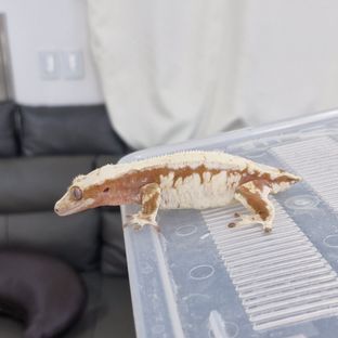 레드 드리피 화이트스팟