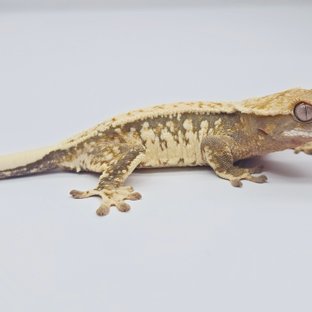 노멀 트라이 풀핀 드리피 화이트핀