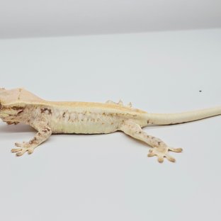 릴리화이트 솔리드백