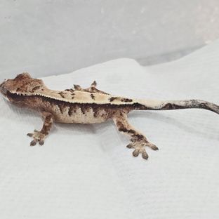 세이블