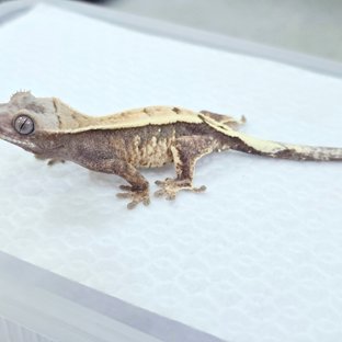 세이블