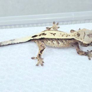 세이블 풀핀