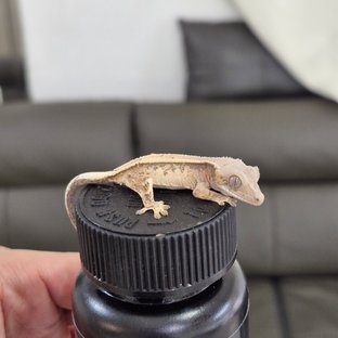 세이블