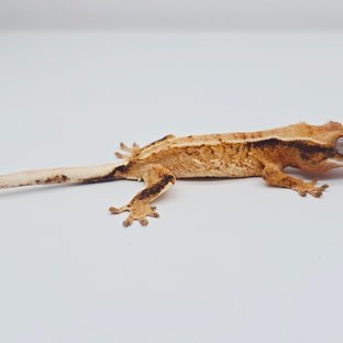 트라이 익스트림할리퀸 드리피 텐저린