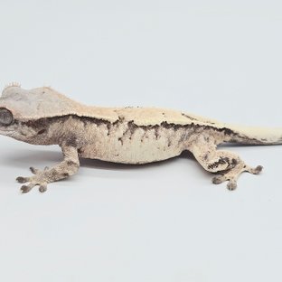 세이블 드리피 화이트