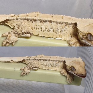 노멀 드리피 쿼드 화이트스팟