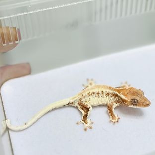 프라푸치노 솔리드백