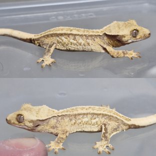 노멀 트라이 드리피 풀핀 화이트포트홀 쿼드