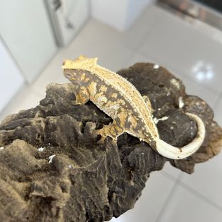 울릉도