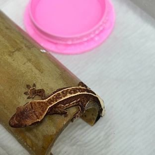 엠티백 풀핀 화이트포트홀 화이트핀 오닉스