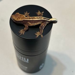 엠티백 오닉스