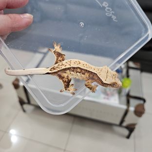 노멀 풀핀 쿼드