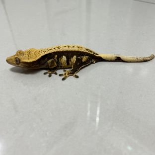 99핀