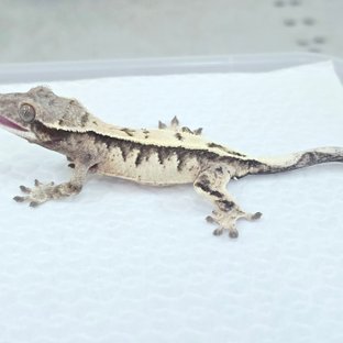 세이블