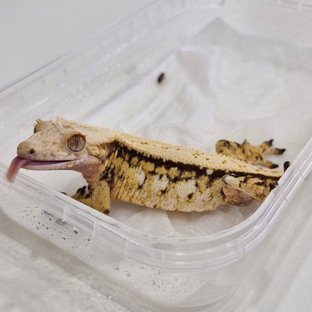 노멀 트라이 드리피 화이트스팟