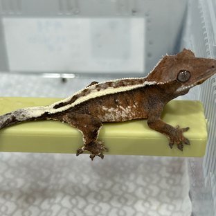 세이블 풀핀 화이트핀 텐저린