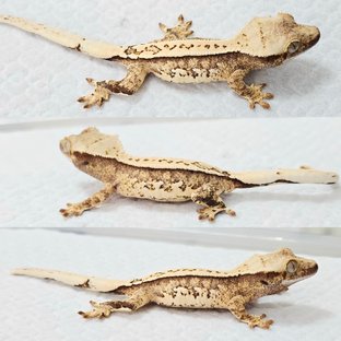 노멀 풀핀 화이트포트홀 드리피