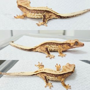 노멀 드리피 쿼드 풀핀 화이트스팟