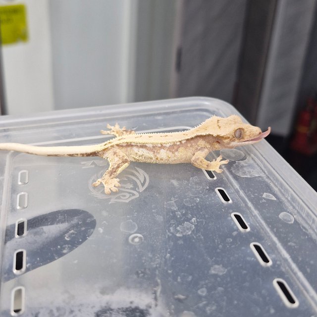 풀핀 쿼드 드리피 노멀