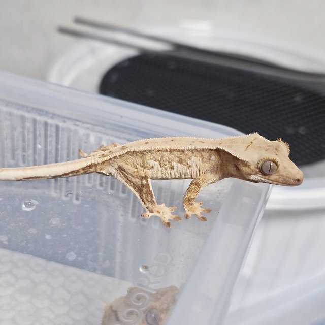 노멀 트라이 드리피 쿼드 화이트포트홀